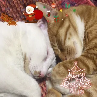 每日无数猫 头像