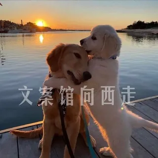文案馆向西走/头像/素材 头像