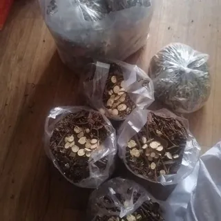 处方中药治疗男性，早泄，阳痿，减肥，痛风，尿酸 头像