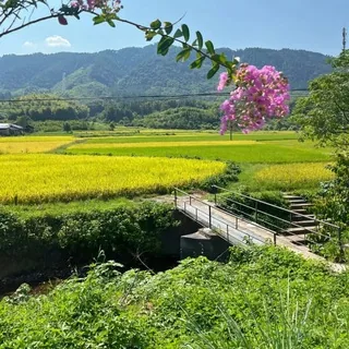 乡村日常☘️ 头像
