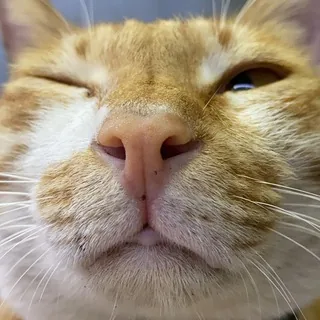 🐱豪記 報價channel🐱 头像