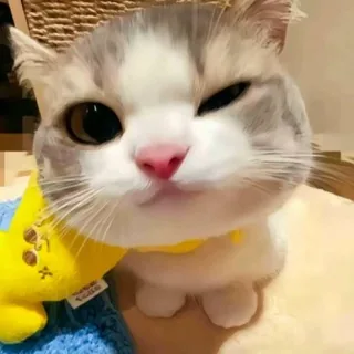 南风主频道 头像