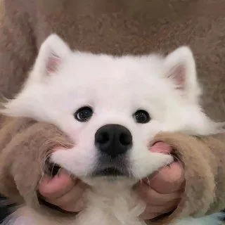 可爱小狗 头像