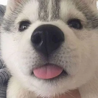 每日無數汪 头像