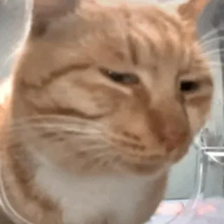 老猫的随缘屋 头像