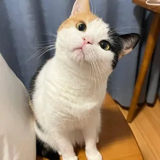 我家的萌宠猫猫会后空翻 头像