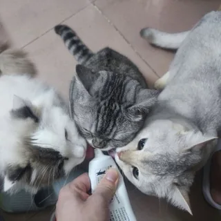 猫咪都是天使！ 头像