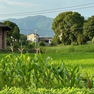 乡野慢日常🥬 头像