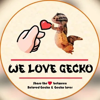 WE LOVE GECKO[真爱守宫] 头像