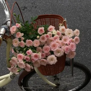 云子 🌷鲜花 祛痘 减脂 美白 花材鲜花💐批发 头像