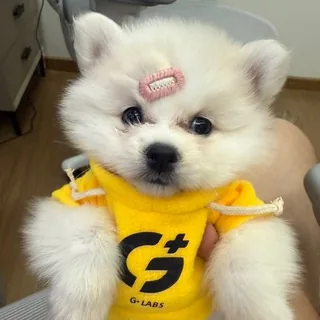 大币冲狗 头像