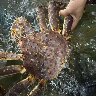 秒洼地 活海鲜 头像