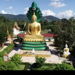 金三角特区-木棉之星 头像