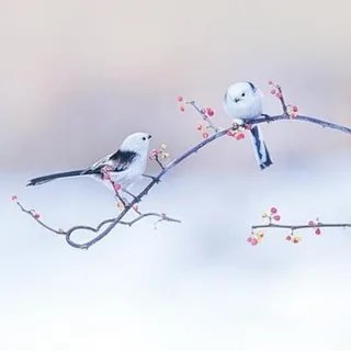 豆瓣讨论 头像