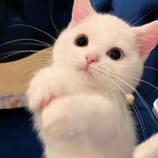 潇潇的男♡娘教室 头像