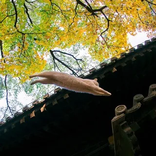 撸猫社 头像