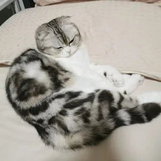 国外VPS测评通知 头像