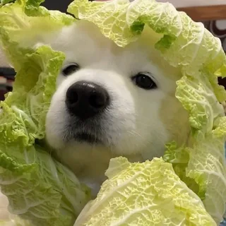 狗群主 头像