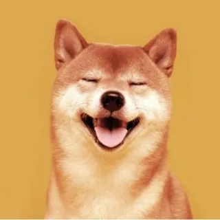 Shiba Inu 头像