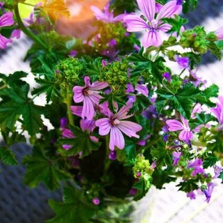 豆瓣知乎简书微信公众号💐 头像
