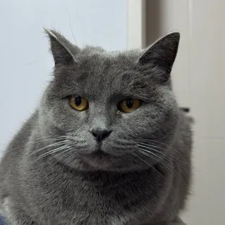 嘟言嘟语 头像